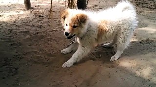 Funny puppy video for kids- Funny Videos of Playing Puppy