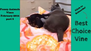 Funny Animals Vines February 2016 part 5 - BestChoiceVine
