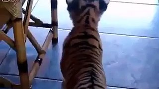 Dog & Tiger funny video