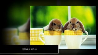 PiVi Channel - Top 10 Cutest baby animals in the world ( 2016)