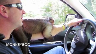 Capuchin Monkey Car Ride