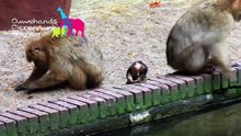 Berberaapje in Ouwehands Dierenpark Rhenen augustus 2010