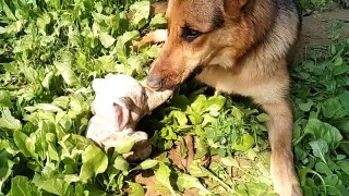 Cute German Shepherd Dog Playing with Toy - Funniest ever  Funny Dog videos