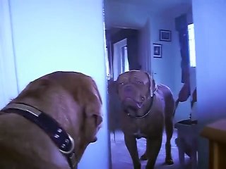 Réaction énorme de ce chien qui se voit dans un miroir