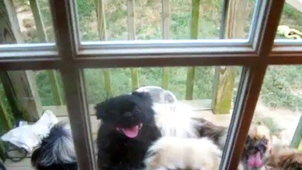 C'est ce qu'on appelle une grosse teuf de chien!