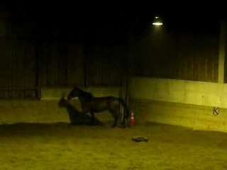 Oxer n°2 (en liberté)