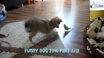 Funny Dog Animals breeding 2016 - Dog Breeding Girl Compilation - 09