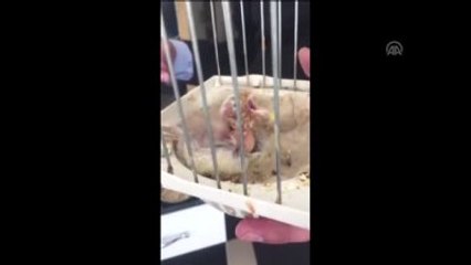 Annesi Ölen Kanarya Yavrusunu Bebe Bisküvisiyle Besliyor