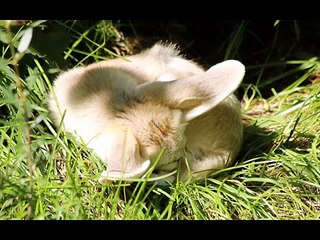Fennec Fox