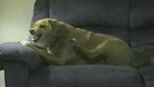 Psycho_dog