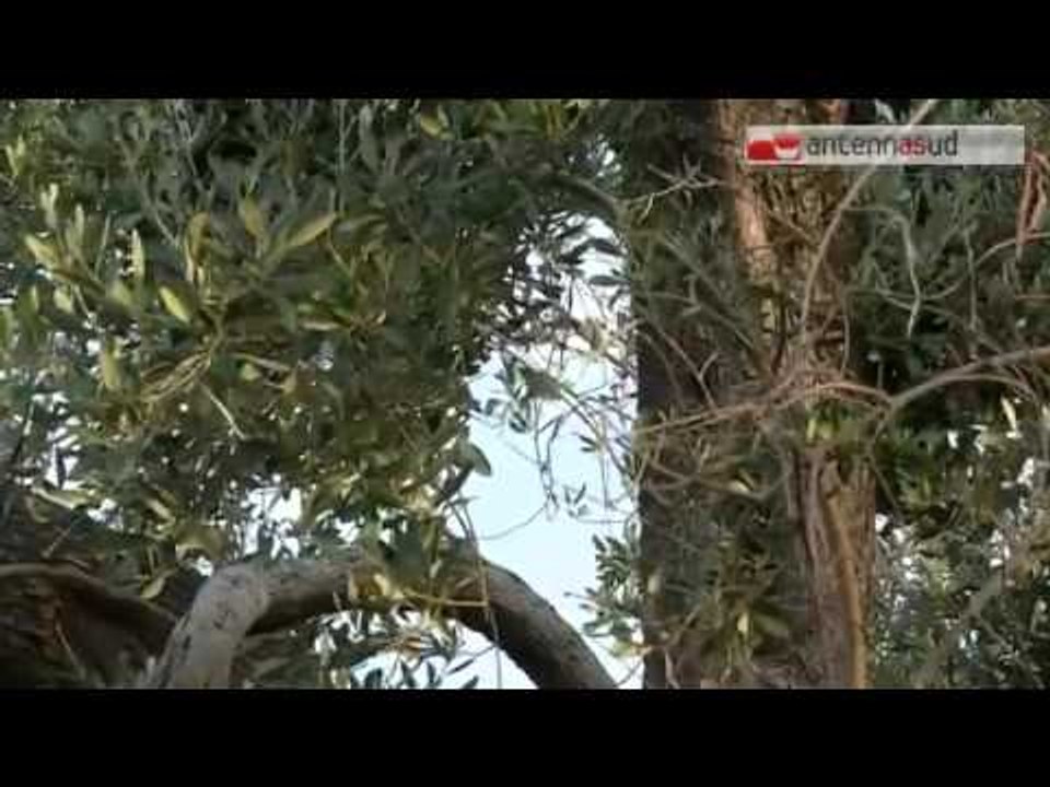 Tg Antenna Sud - Xylella, passa la legge Blasi, ma il Pd si divide