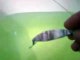 Mex Abalone&Jpn Abalone 2012 - Home Made Trolling Lure Swimming Check