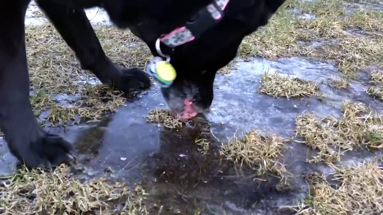 Ice Bucket Challenge Goes Wrong When Pit Bull Attacks Grandma A pit bull f