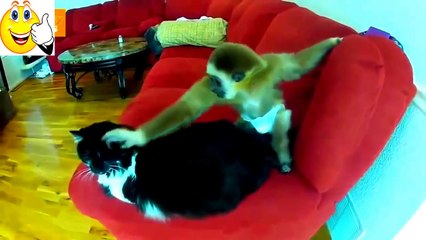 NEW Animal Mating Videos Compilation ✔ funny animal video 2015 Part 3