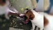 Bulldog Admits Guilt| Divertida manera en que bulldog confesó su “crimen”