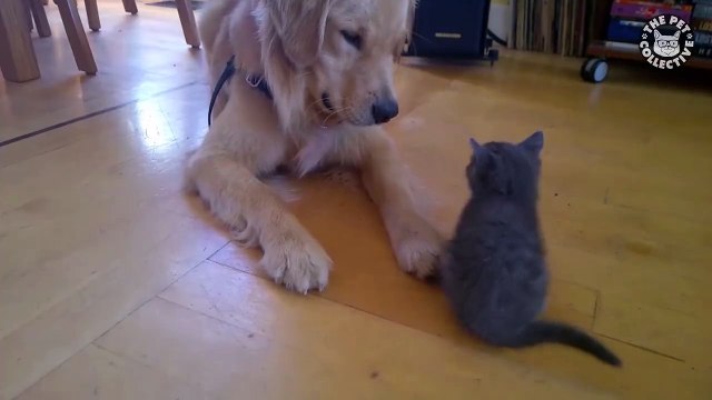 Golden Retrievers Love Kittens