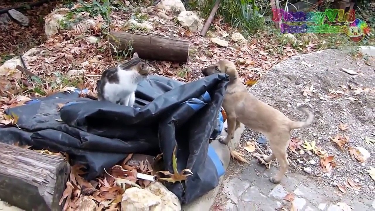 Kittens Meet Puppies For The First Time Try Not to Laugh! - Cats Meeting Dogs, Funny Kitty
