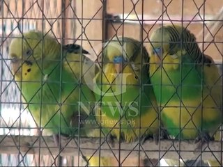 Gujranwala Parrots Report