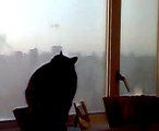 Window Cleaning Cat