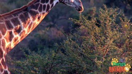 GIRAFFE | Jirafa - Animals for children. Kids videos. Kindergarten - Preschool learning