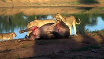 Kapama - Lions Killing Cape Buffalo (2 of 8)