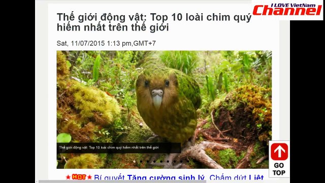 244. 10 loài chim quý hiếm nhất trên thế giới l 10 rarest birds in the world - Youtube