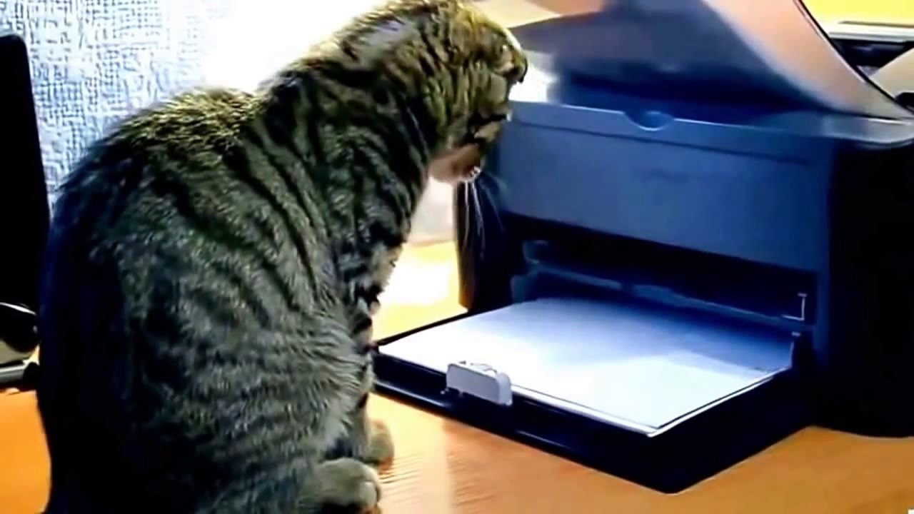 Cat Funny Videos . Himiwako