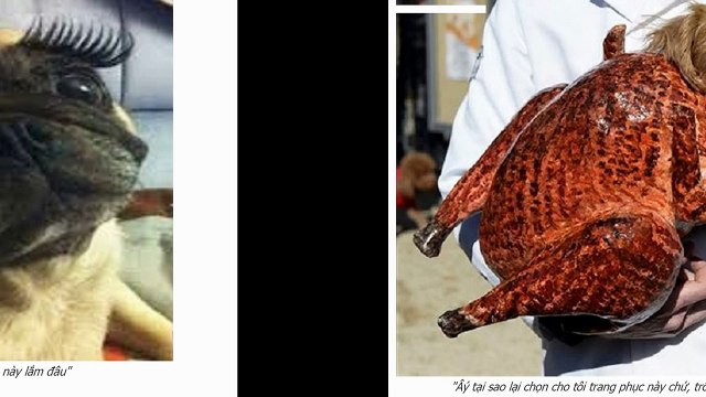 295. Những hình ảnh hài hước nhất thế giới về động vật l The funniest picture of the animal- YouTube NEW