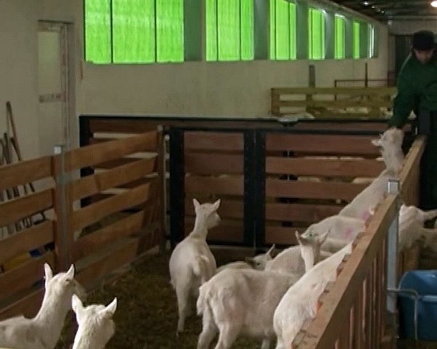 kozarstvo-kisac