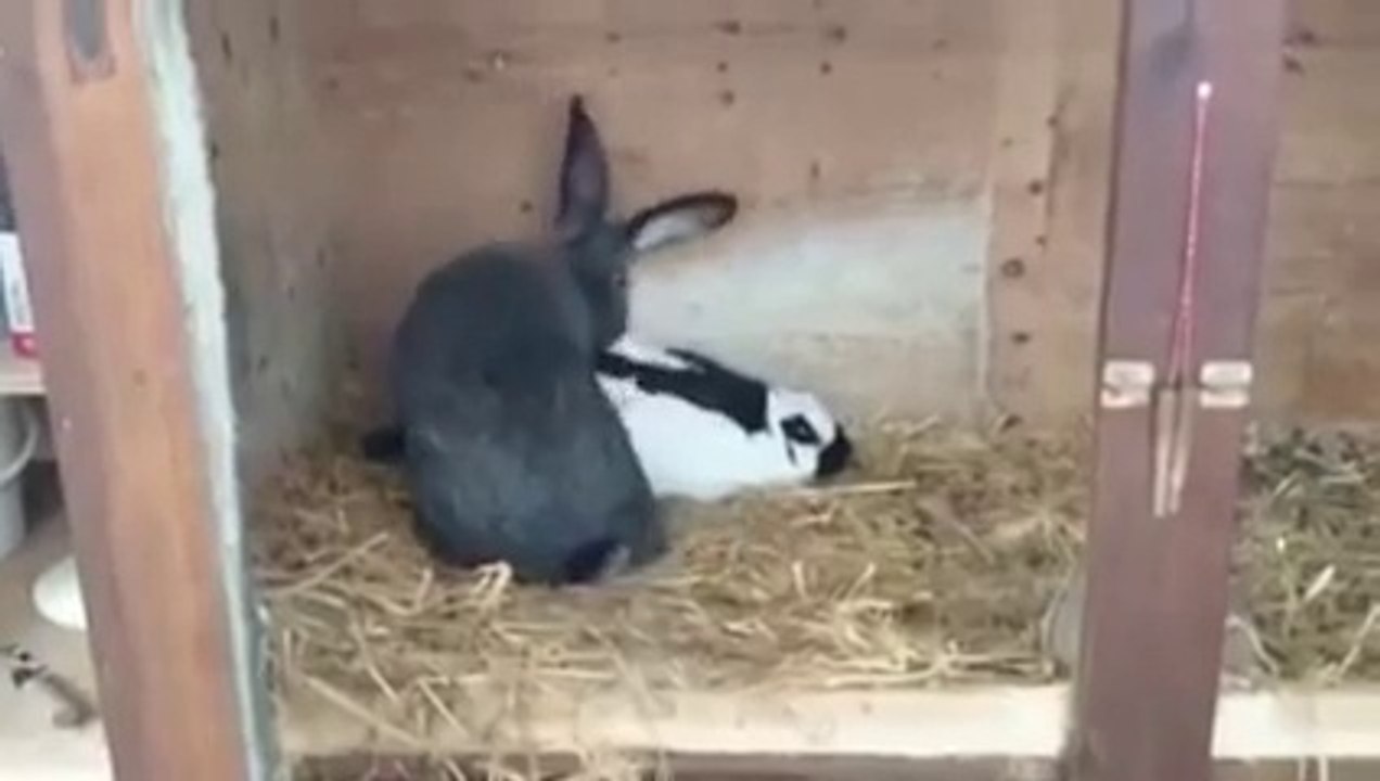 Lapin