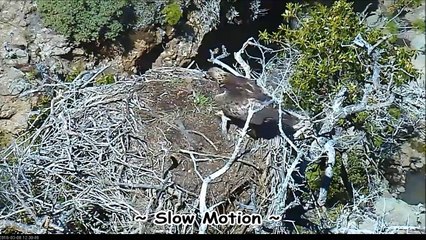 FP - Cruz vs Golden Eagle - Real Time & SloMo