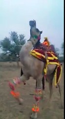 Dancing Camel