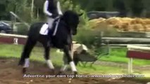 Dressage horse for sale