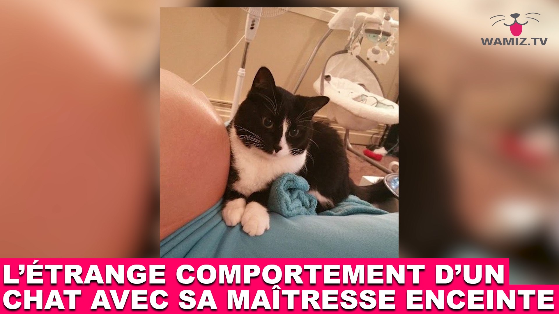 L Etrange Comportement D Un Chat Avec Sa Maitresse Enceinte Tout De Suite Dans La Minute Chat 177 Video Dailymotion