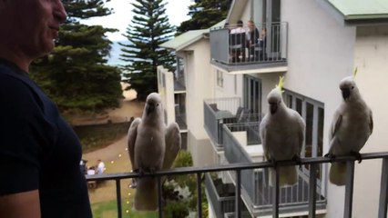 Des perroquets font la queue pour prendre leur petit déjeuner