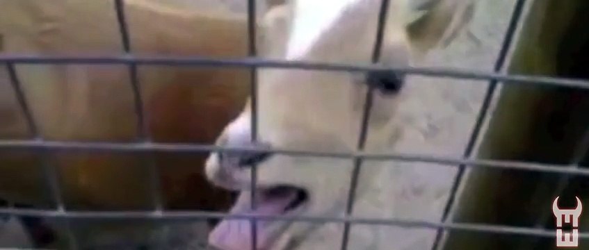 Maitre gims - Zombie (parodie) new