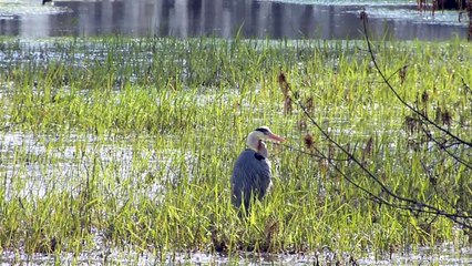 BANDE ANNONCE LES HERONS