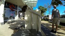 Il Gatto Acrobata!! Gira Per La Città Su Uno Skateboard !! [VIDEO]