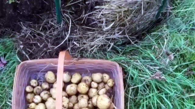 Mette Un Sacchetto Di Patate In Un Nido Di Paglia: Ecco Un Piccolo Trucco Salva-Soldi