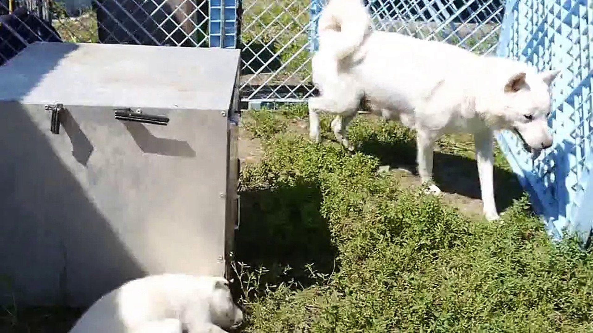 ２０１４．０８ ２８子犬の母犬の彩芽ちゃん