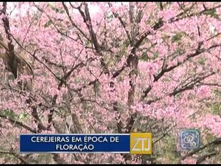 23-07-15 - CEREJEIRAS EM ÉPOCA DE FLORAÇÃO