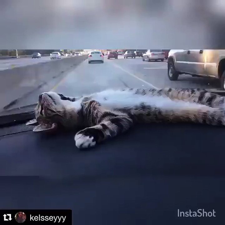Le chaton tranquille