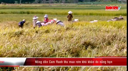 Nông dân Cam ranh thu mua rơm khó khăn do nắng hạn