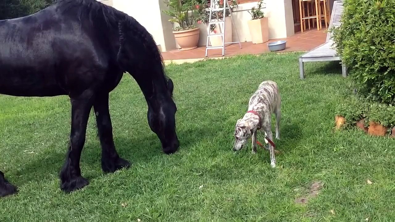 Bongo, our Africanis dog makes Bon Ami, my Friesian horse f