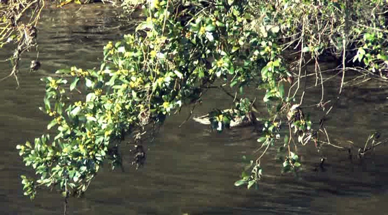 LES PROMENADES DE MICHOU W-D.D. - 28 MARS 2016 - CONTINUONS À SUIVRE L'OUSSE ET REMONTONS LE CANAL HEÏD.