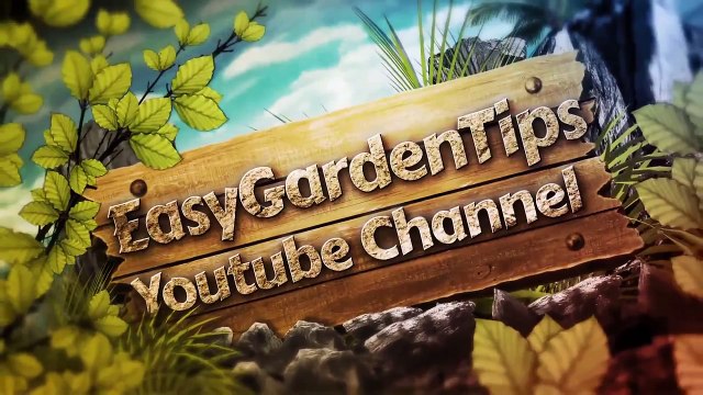 How To Grow Tomatoes - BEST Secrets on How To Grow Tomatoes