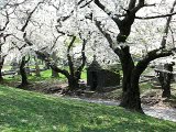 Cherry Blossoms Rain in Green-Wood Cemetery