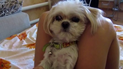 Где моя котлета. Смешныке приколы собаки