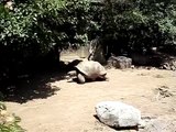 big turtle moving slowly