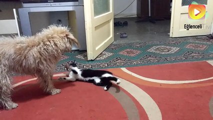 Kedi ve köpeğin eğlenceli oyunu